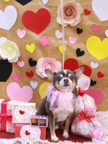 20230225メルくん